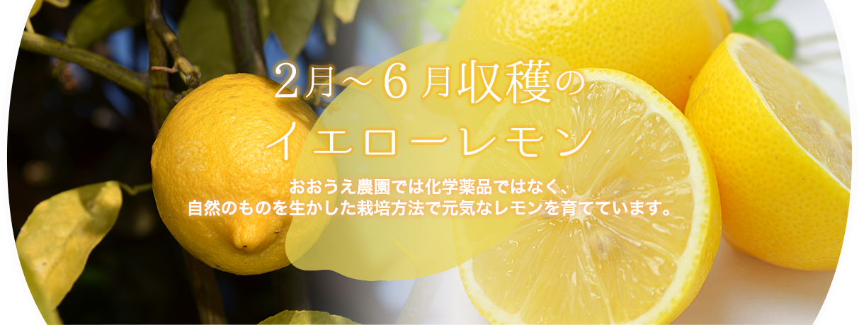 広島産レモンを送料無料でお届け！通販サイトおおうえ農園